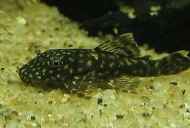 Akvarij loricariidae: vrste, opis, slika