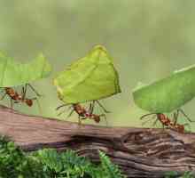 10 Zanimljivosti o mravima. Najzanimljivije činjenice o mravima za djecu