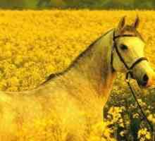1978. - Godina konja? Kao i 2038-og - godine zemlje (žuta) konja