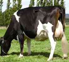 A Holstein krave tretirane nas na mlijeko!