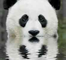 Znate li gdje je panda živote?