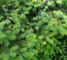 Ayan jele: opis vrsti i području, skrbi o zimzelenog stabla