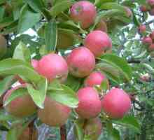 Idared - jabuka sorta koja vrijedi probati