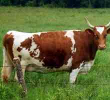 Ayrshire pasmine krava - remek mliječnih krava