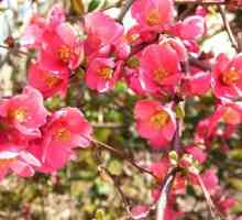 Japonica: sadnja i njega originalne grma