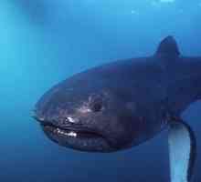 Megamouth plave morskog psa: fotografije, opis