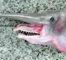 Goblin Shark - nedostižan čudovište