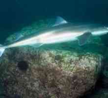 Shark Kostelj: Sigurno putnika od Crnog mora