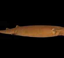 Shark cigara bolshezubaya - jedna od najstrašnijih grabežljivaca