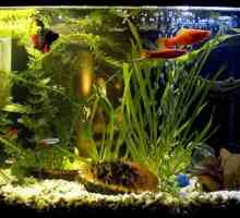Akvarij Ribe pijetla - održavanje, njegu i kompatibilnost s drugim ribama