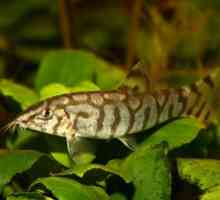 Akvarij riba botsiya mramor: njega, prehrana, održavanje, susjedi