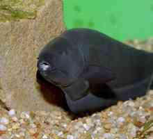 Akvarij riba „crni nož”: održavanje i njega (foto)