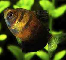 Crna tetra akvarijske ribe: Princeza podvodnog kraljevstva