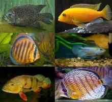 Akvarij riba ciklide: sadržaj, fotografije