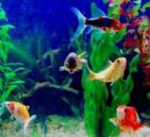 Akvarij riba: Kompatibilnost vrste