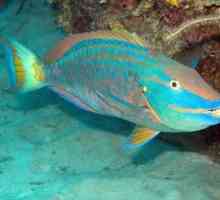 Akvarij parrotfish