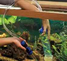 Akvariji: kako promijeniti vodu u akvariju? Kako obraniti vodu za akvarij