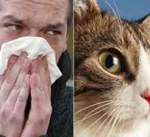 Alergija na mačke kako se očituje? Kako izliječiti alergičan na mačke