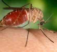 Alergičan na komarac ugrize dijete. Prva pomoć i zaštita