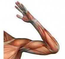 Anatomija. Zglobovi: struktura, ligamenata, mišića i funkcije