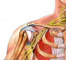 Anatomija ramenu joint. Struktura i funkcija ramenu joint
