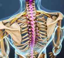 Anatomija vratne kralježnice, strukture i funkcije