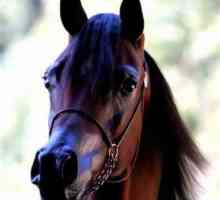 Arapskih konja - čudo prirode