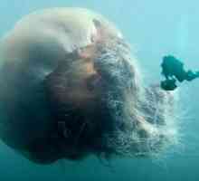 Arktik meduza - najveći meduza na svijetu