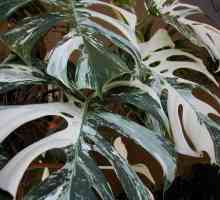 Araceae biljke - šarm tropskih šuma u vašem domu