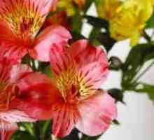 Astrameriya - cvijeće za svoj dom i vrt