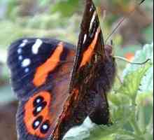 Admiral leptir - lijepa kreacija prirode