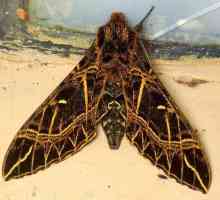 Leptiri revelers - umire čudo među insektima