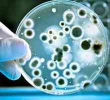 Bakterije i virusi - temelj mikrosvijetu