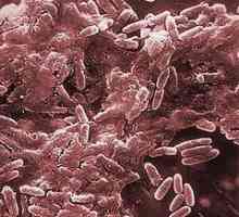 Bakteriofagi - to ... ili nekoliko riječi o virologiju