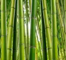 Bambus style - deka, jačanje zdravlja