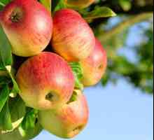 Baškirski Ljepota (jabuka) opis vrste i recenzije vrtlari