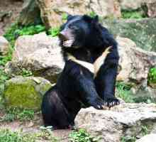 Crna medvjed: opis, stanište i ishrana