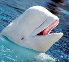 Belukha (delfin): opis, slika