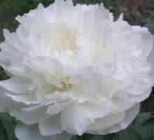White Peonies - cvijeće luksuz na svom gredica