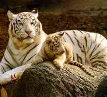 Bijeli tigar - životinje navedene u Crvenoj knjizi. Fotografija i opis bijelog tigra