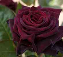 Crna Baccarat - ruža s jedinstvenim hladu