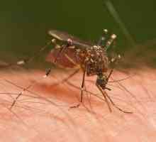 Big komarci: Da li ti insekti su opasne