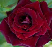 Maroon ruže - cvijeće kraljevski