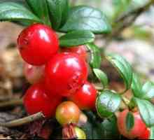 Lingonberry: korisna svojstva i kontraindikacije. Značajke primjene u trudnoći
