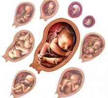 Trudnice: fetalni razvoj iz tjedna u tjedan