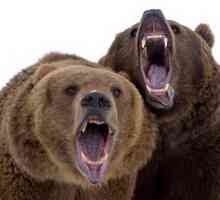 Smeđi medvjedi: Bruins dobrodušan i opasne poluge