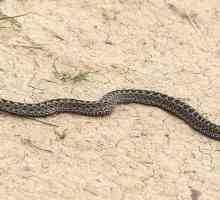 Što se boje zmija i kako izbjeći ugriza?