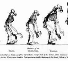 Majmuni i čovjek - sličnosti i razlike. Vrste i značajke modernih velikih majmuna