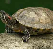 Što se hrane kod kuće krasnouhih kornjače često