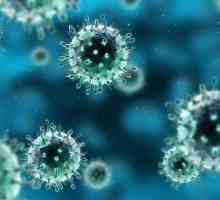 Opasna enterovirus infekcija u odraslih?